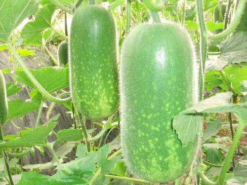 文澴楼吃瓜,揭秘网红打卡地的吃瓜趣事