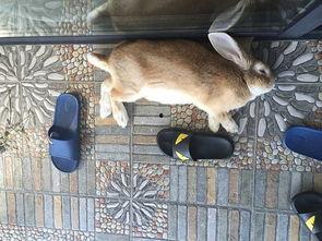 豆瓣吃瓜兔组,揭秘娱乐圈幕后故事，带你领略真实娱乐圈