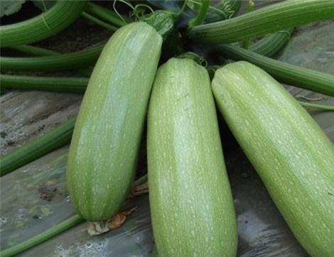 瓜的好处吃嫩瓜的好处,探寻瓜的好处与嫩瓜的独特魅力
