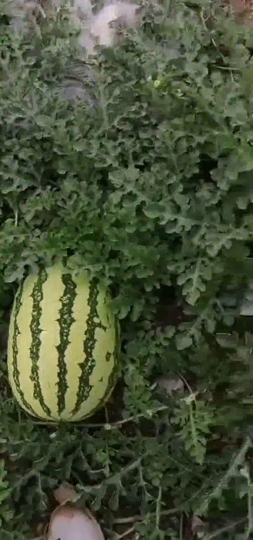 光遇吃瓜基地,探寻神秘吃瓜基地的奇幻之旅 第3张 光遇吃瓜基地,探寻神秘吃瓜基地的奇幻之旅 第3张