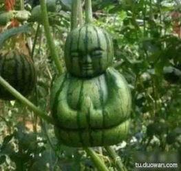 吃瓜网络瓜啥意思  第3张