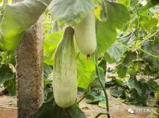 网红吃的水果瓜