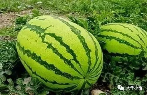 董锦程吃瓜,揭秘娱乐圈背后的真相  第3张