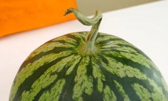 语音听吃瓜圈,网络舆论场中的热点追踪与娱乐狂欢