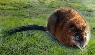 貂吃瓜吗,揭秘貂类动物对瓜果的喜好之谜