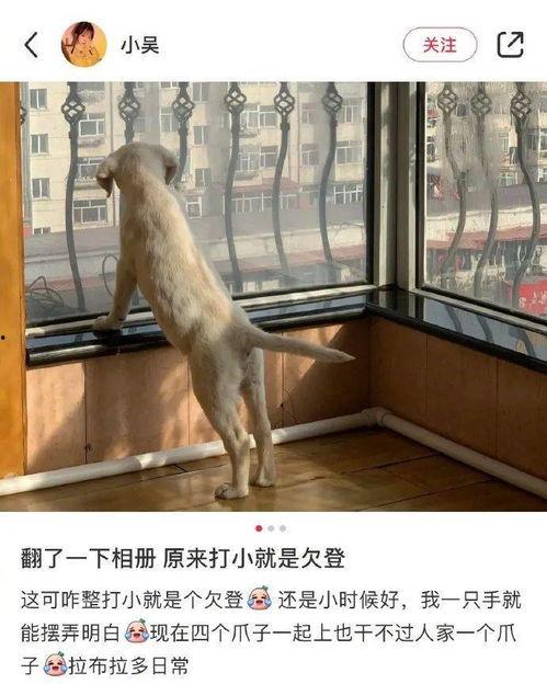 貂吃瓜吗,揭秘貂类动物对瓜果的喜好之谜  第3张