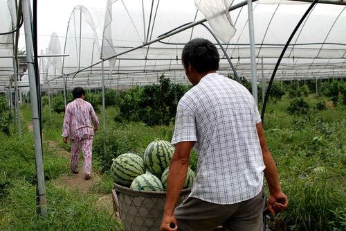 农村小镇吃瓜比赛,农村小镇的欢乐吃瓜盛宴  第2张