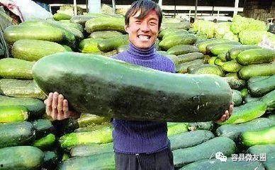 吃瓜群众爱吃冬瓜,吃瓜群众的最爱