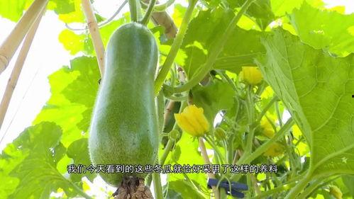 吃瓜群众爱吃冬瓜,吃瓜群众的最爱  第2张