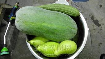 吃瓜群众爱吃冬瓜,吃瓜群众的最爱  第3张