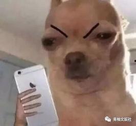 吃瓜出道日,揭秘娱乐圈的“瓜田”传奇  第2张