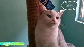 吃瓜直播懒猫  第2张