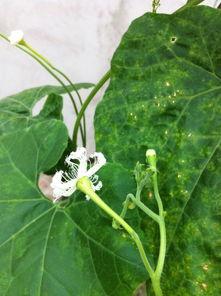 东北吃瓜花