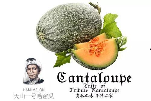 吃瓜群众群聊号码,吃瓜群众群聊号码背后的神秘世界  第3张